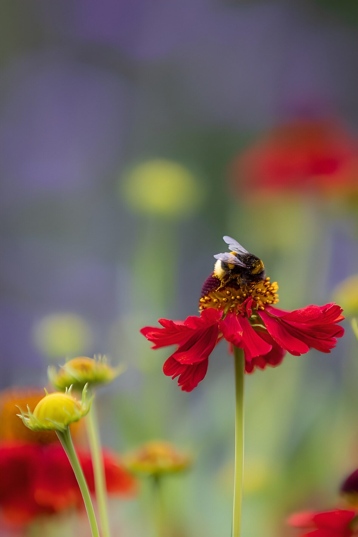 Hummel auf roter Blüte im weichen Licht