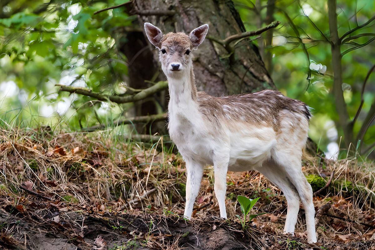 Wachsames Hirschkalb am Baumstamm