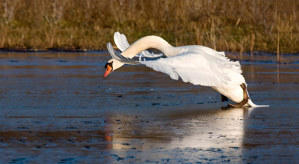 Schwan mit weiten Flügeln auf dem Eis