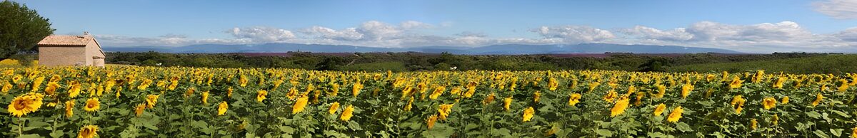 Sonnenblumenfeld unter blauem Himmel