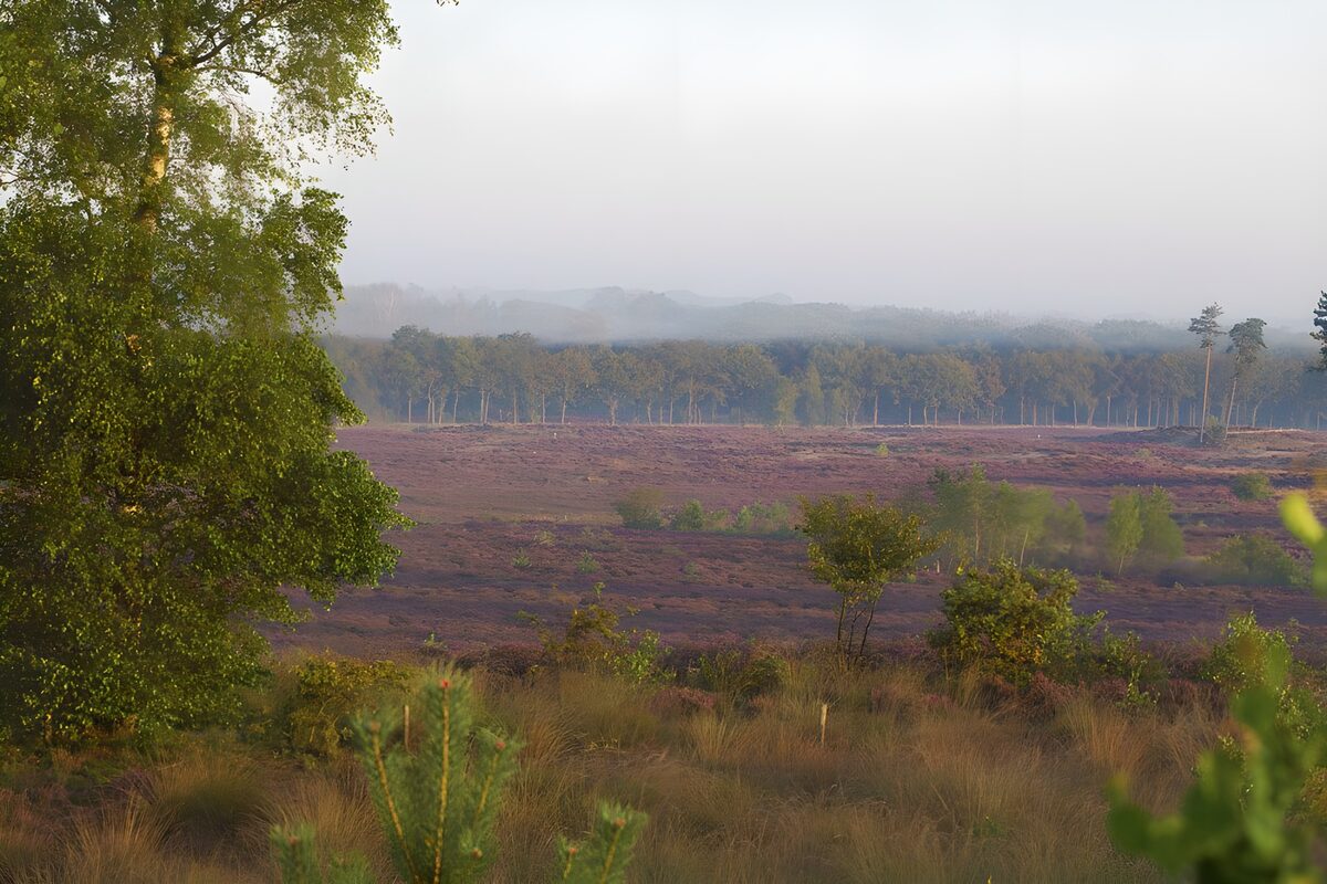 Blühende Heide im Morgennebel