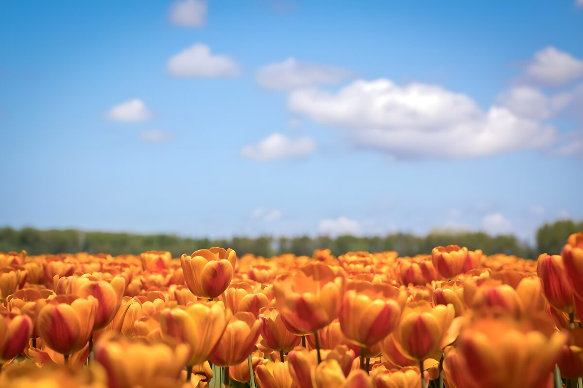 Orangegelbe Tulpen unter blauem Himmel